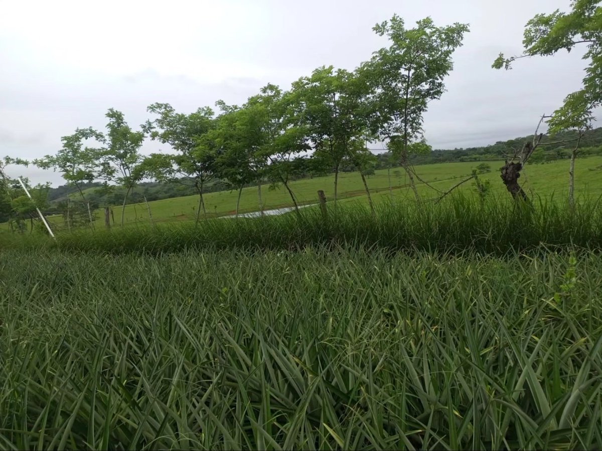 MIDAPma's tweet photo. #PanamáOeste | Para el control fitosanitario apegado a las Buenas Prácticas Agrícolas, nuestros técnicos de la Agencia de La Chorrera, visitaron al productor Javier Ríos Troya, con 40 has de Piña MD2, divididas en parcelas con micro aspersión, control de erosión con vetiver. https://t.co/iaUvI4vefk