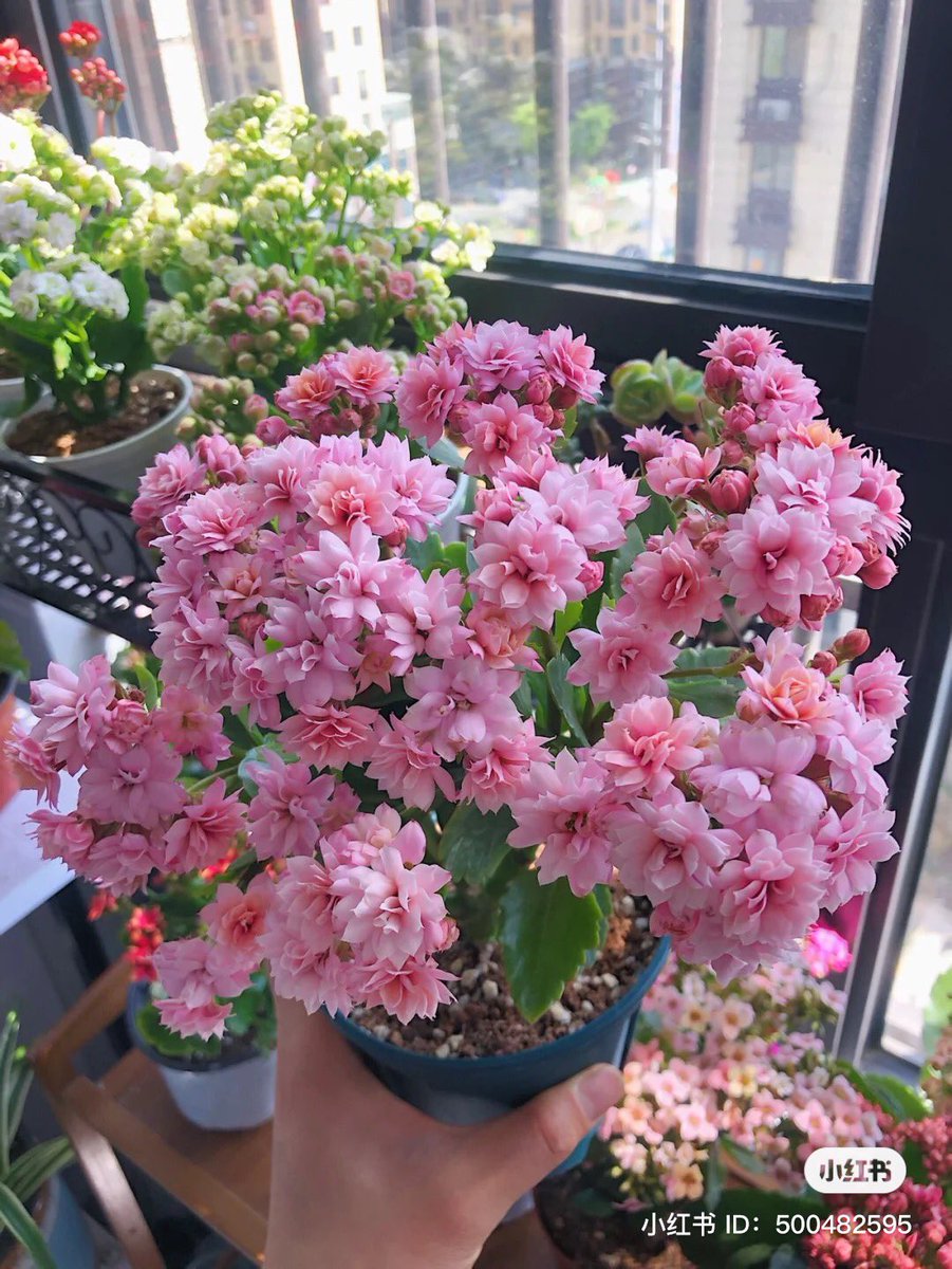 flowers make me so happy