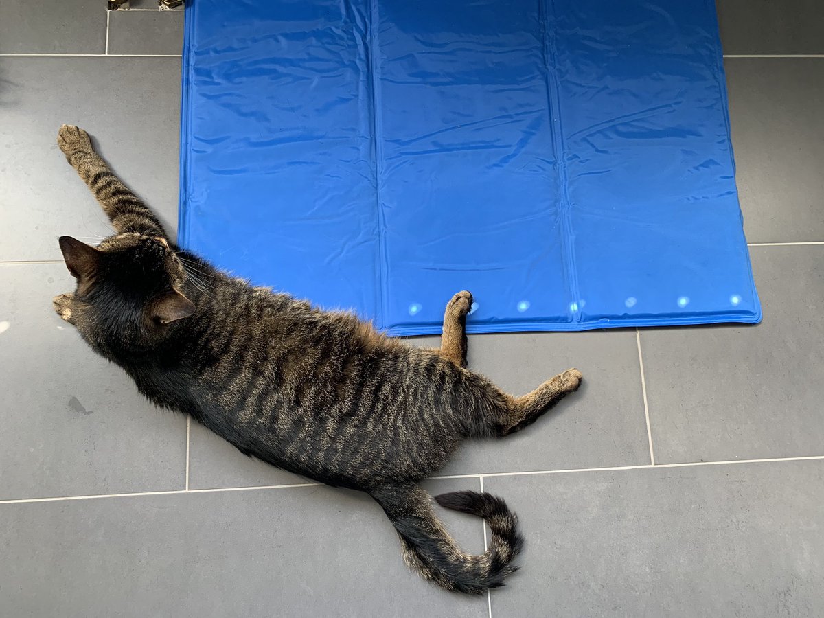 sunnygirlangie's tweet photo. De koelmat die ik voor Banjer kocht was toch wel één van mijn betere aankopen 🙈. #CatsOfTwitter #Banjer https://t.co/1YE7ngQhLv