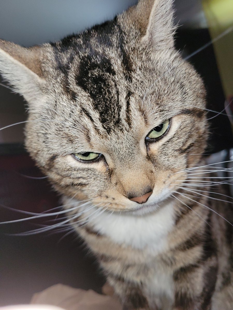 Sparky (big boye type) tweet media