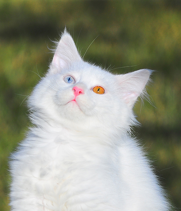 #VanKedisi #PisikaWané #Cat