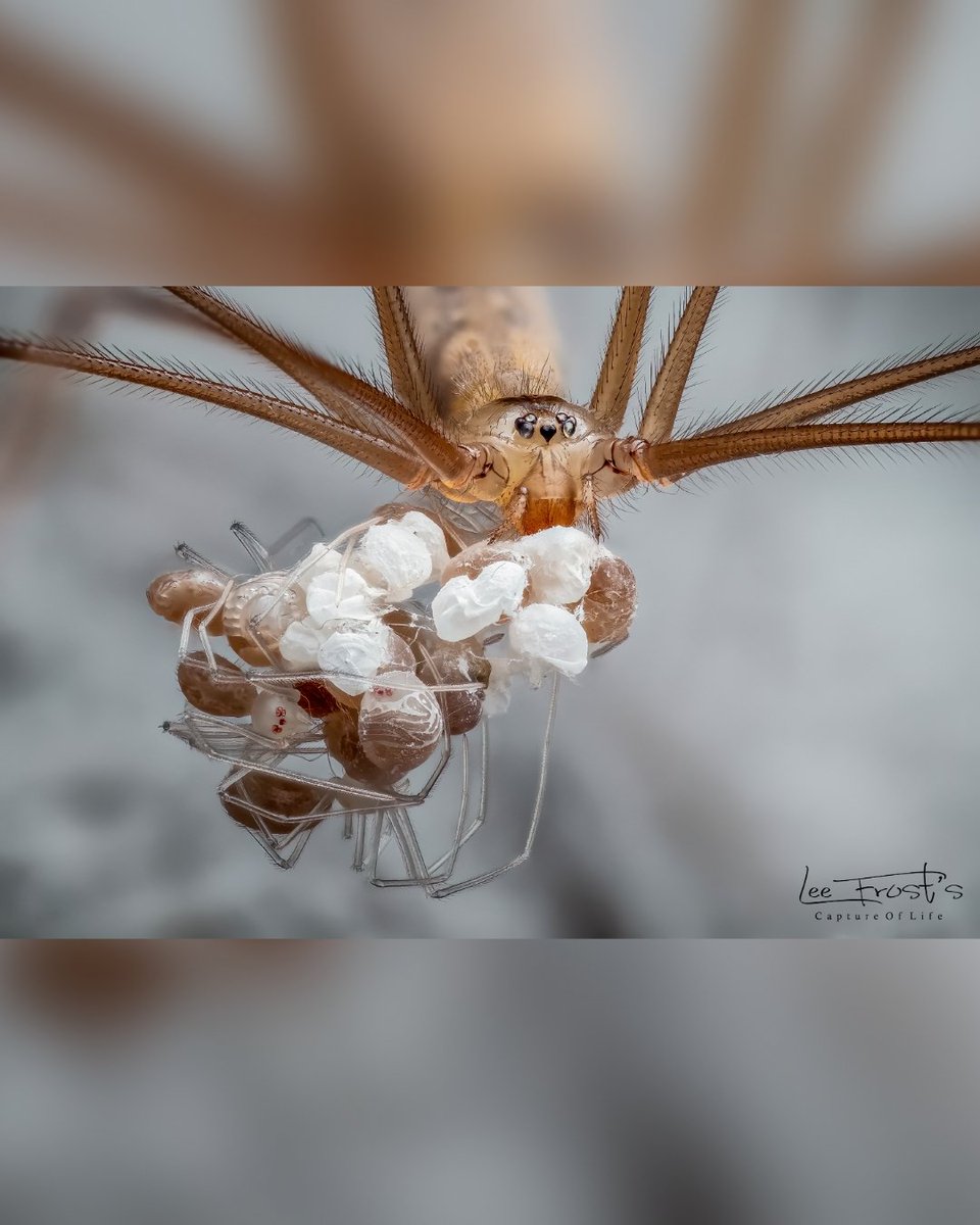 Hey guys 👋🏻

Following on from my previous post last week about the cellar spiders (Pholcus phalangioides).

I decided to go back into my garage to have a look at the progress of the developing egg sacks.

@BritishSpiders
@Tone_Killick @OMSYSTEMcameras #LoveSpiders #EarthCapture