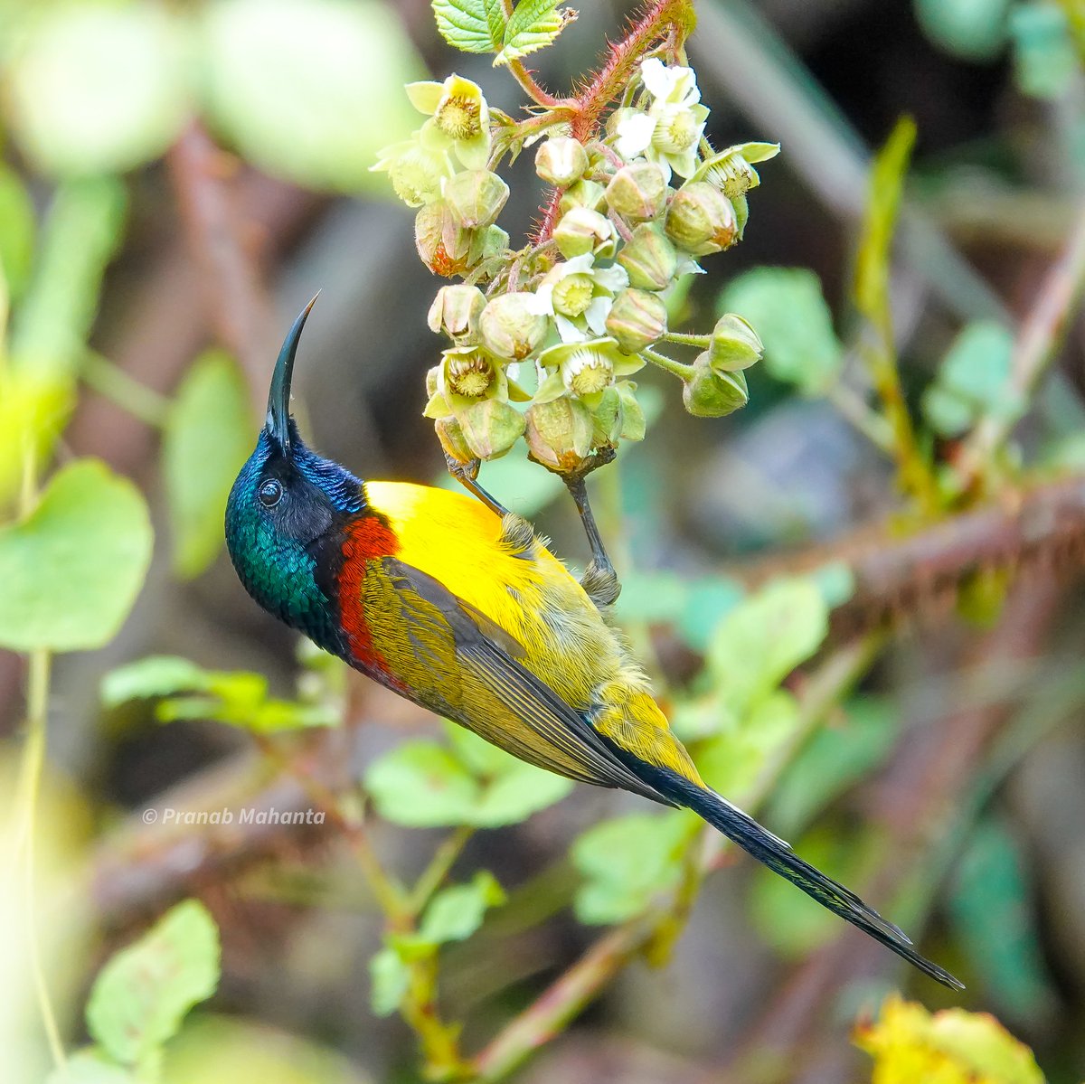 The green-tailed sunbird (Aethopyga nipalensis) or Nepal yellow-backed sunbird is a species of bird in the family Nectariniidae #IndiAves #BBCWildlifePOTD #birdwatching #ThePhotoHour #birdphotography #natgeoindia <a href="/NatureattheBest/">Nature at the Best</a> #NaturePhotography #birding #birds <a href="/WildlifeMag/">BBC Wildlife</a>