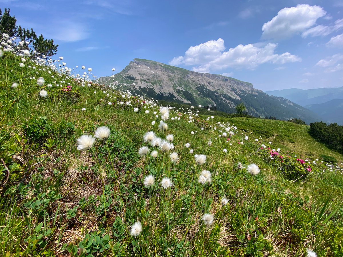 Jetzt schon an den Wanderurlaub Sommer 24 denken. Juni wenn alle Blumen blühen #kleinwalsertal #ifen #walsertal
