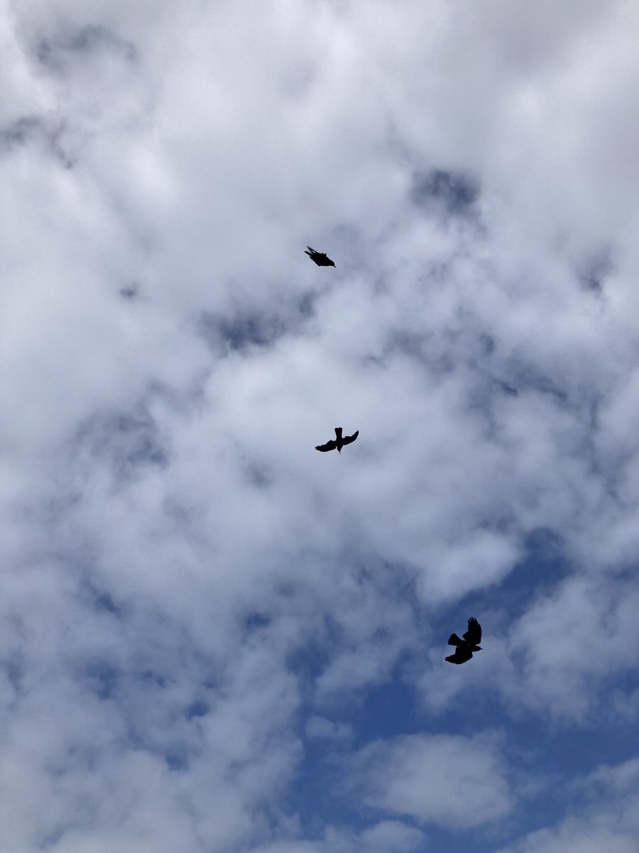 Mumbleys's tweet image. Six choughs tumbling in and out of the heather on NT land on the North Cornwall coast ⁦@cornishchoughs⁩