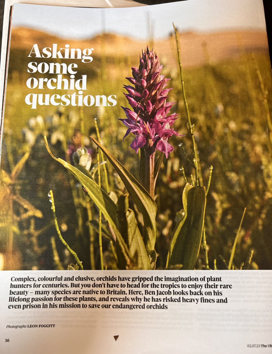 Walsh_e_Patrick's tweet photo. “That made me nervous - the penalties are quite severe: £5,000 per uprooted plant or six months in prison…”

The Observer magazine today with a great piece on why Ben Jacob, author of THE ORCHID OUTLAW, has been risking a criminal record to save British orchids from developers. https://t.co/7d908XbeTI