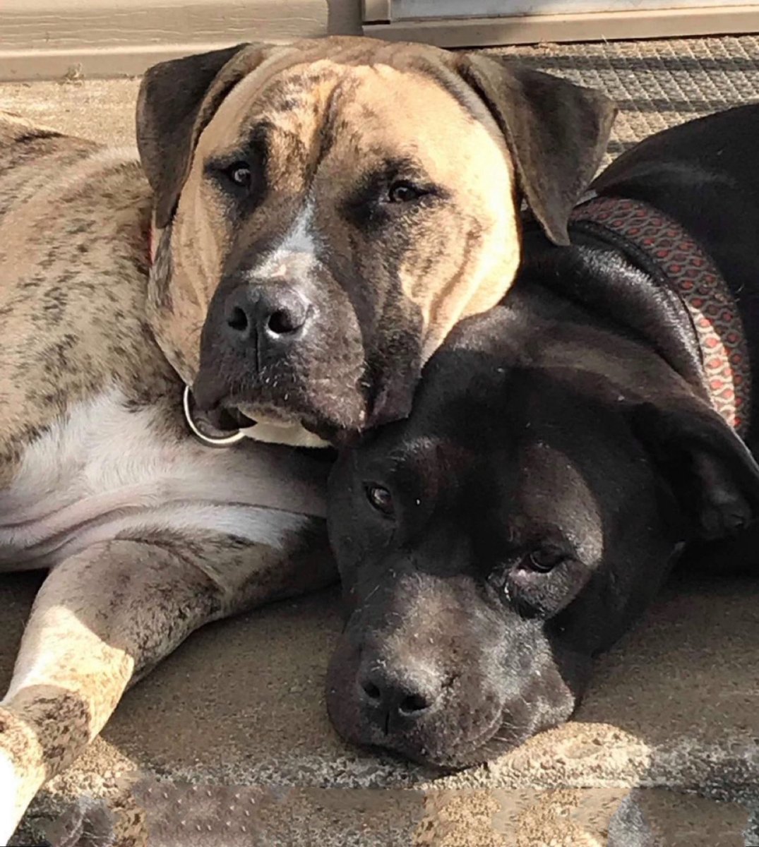 Diane_Barrette's tweet photo. @notthesameone2 My heart's bleeding 😭💔 Why did they pay with their lives? There were no foster families available to take them in until some nice families ready to adopt? My 2 pitties adopted from a shelter share my dismay. Run to the light babies, where a mountain of treats and bones await 🙏 https://t.co/Pd3axCIFEf