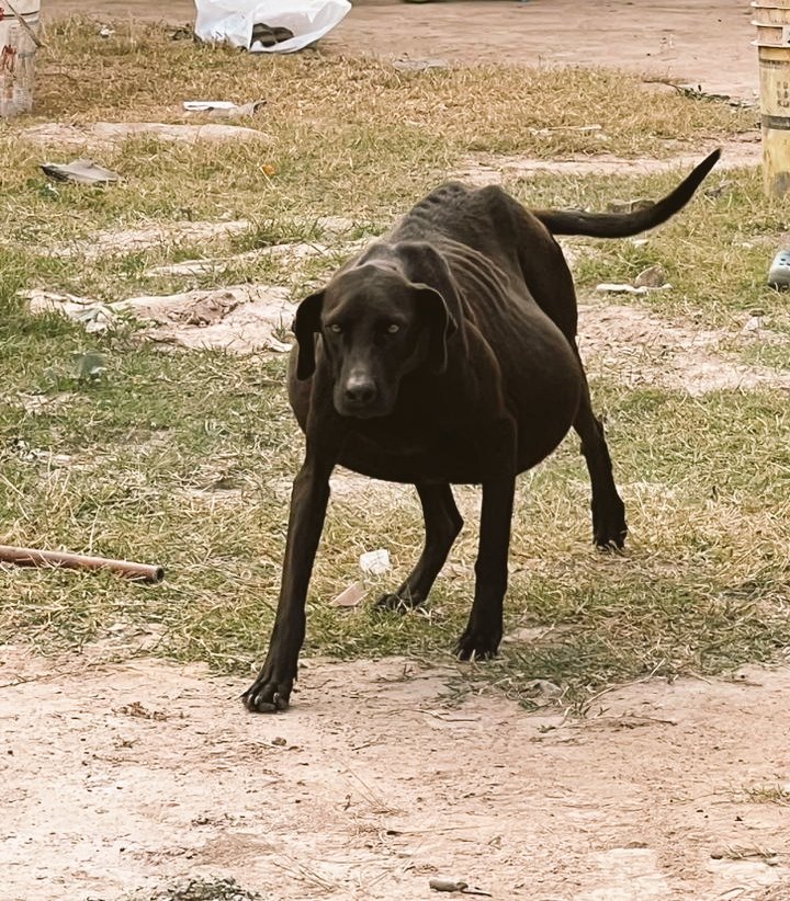 aaguvolpato's tweet photo. Yo ya no estoy más en Santiago pero eso no significa ni un poquito que los rescates paran.
Los rescates nunca frenan porque los abandonos tampoco, es una carrera eterna para equilibrar la balanza😢 
estos fueron los de ayer 👇 https://t.co/c6injWd95M