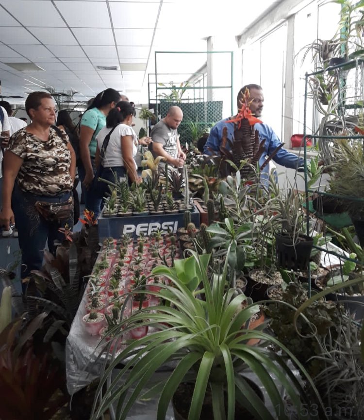 MIZAUCV's tweet photo. Hoy 2/07/2923 sigue LIII Exposición de Orquídeas, 8:30am, en nuestras instalaciones. Apoyemos a la Sociedad de Cultivadores del Edo. Aragua. Bella oportunidad para pasar un rato en familia y disfrutar de estas bellezas vegetales. También hay cactus y suculentas. Bienvenidos. https://t.co/vJ8Fp0zkMR
