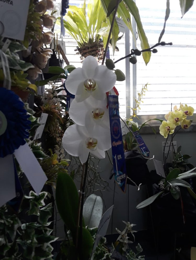 MIZAUCV's tweet photo. Hoy 2/07/2923 sigue LIII Exposición de Orquídeas, 8:30am, en nuestras instalaciones. Apoyemos a la Sociedad de Cultivadores del Edo. Aragua. Bella oportunidad para pasar un rato en familia y disfrutar de estas bellezas vegetales. También hay cactus y suculentas. Bienvenidos. https://t.co/vJ8Fp0zkMR