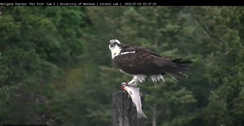 @HellgateOsprey  The early osprey gets the fish! 5:37am July 2/23   #HellgateOsprey #IrisTheOsprey  #BeAnIris