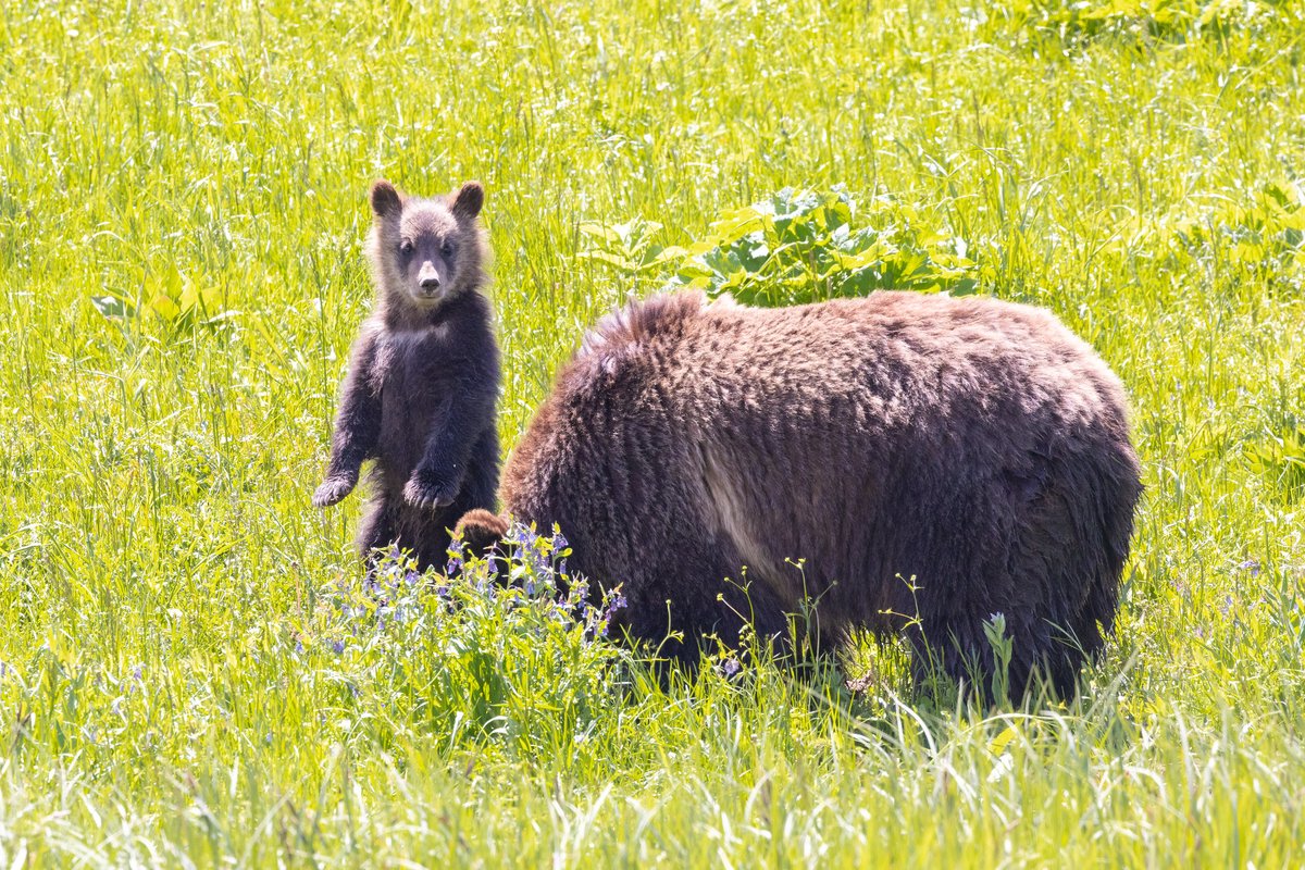 YellowstoneNPS's tweet photo. Give wildlife room, use a zoom! The safest way to view wildlife is through a telephoto lens, a spotting scope, or a pair of binoculars. Stay 100 yards (91 m) from bears and wolves. Stay 25 yards (23 m) from all other animals. #YellowstonePledge https://t.co/JXMIoOvyXV