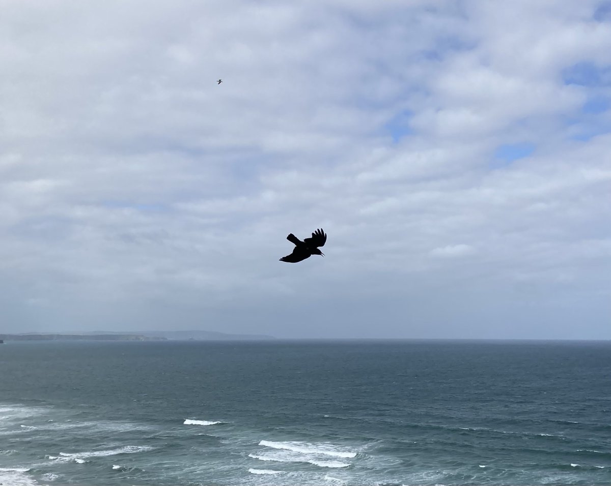 Mumbleys's tweet image. ⁦@cornishchoughs⁩