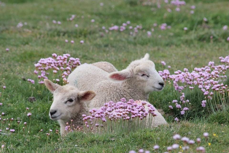 🌿🌼🧺 tweet media