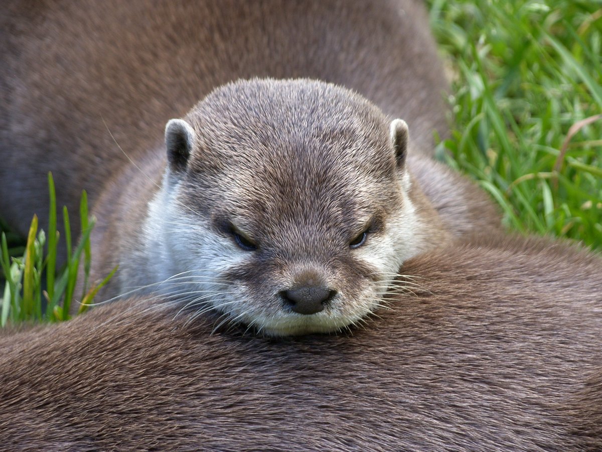 Good morning, from Devon 🌥️ Still with my poorly father so not much time to tweet. Thank you so much for all your kind wishes. I will reply asap 😷🙏 Have a wonderful Sunday, everyone 🤗💜🌍🕊️ #Mammal #Otter #ExmoorZoo #TwitterNatureCommunity @Natures_Voice