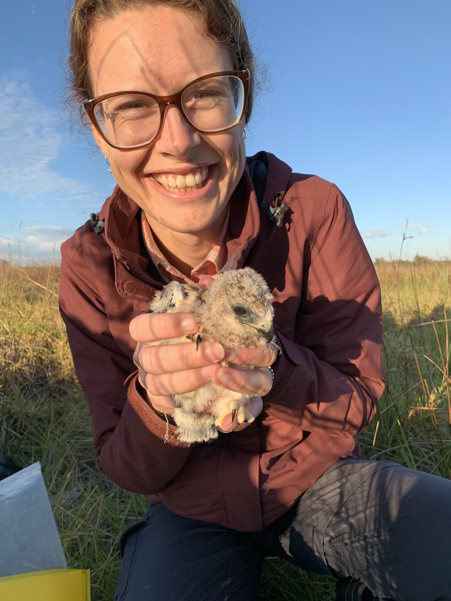 Our Black-shouldered Kites have successfully fledged!
We banded these little guys a few weeks ago and now they’re out of the nest, flying strongly. Keep an eye out for immature birds with bands on them around the Newcastle area - we’d love to find out where they go!

#birdbanding