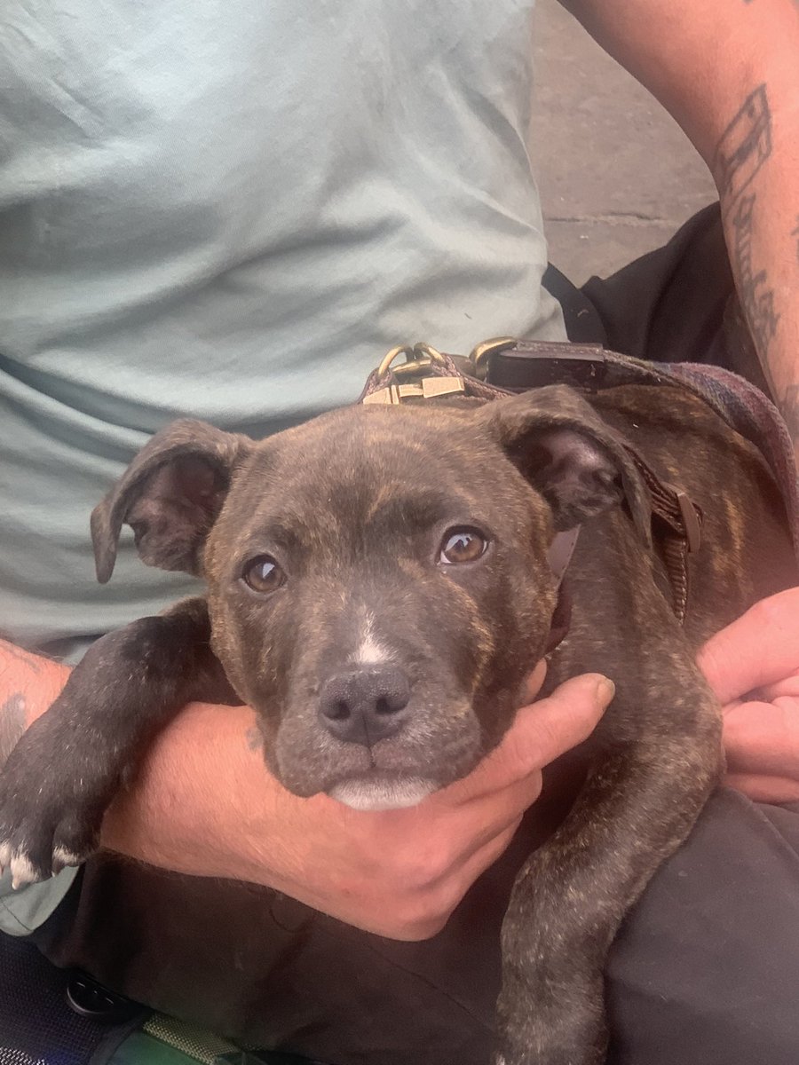 dotslondon's tweet photo. Today the team are back out on the streets of London providing free accessible vet care , nutritious food and essentials for our homeless and vulnerable community with dogs.

This service has proved paramount to many that we support, it also brings reassurance for their owners and a community spirit where’s they can talk freely and openly with the team, the other clients whilst enjoying a treat bag of goodies.

It also gives them routine , consistency and value as a dog owner.

🧡

https://t.co/EgvWWRSQtK