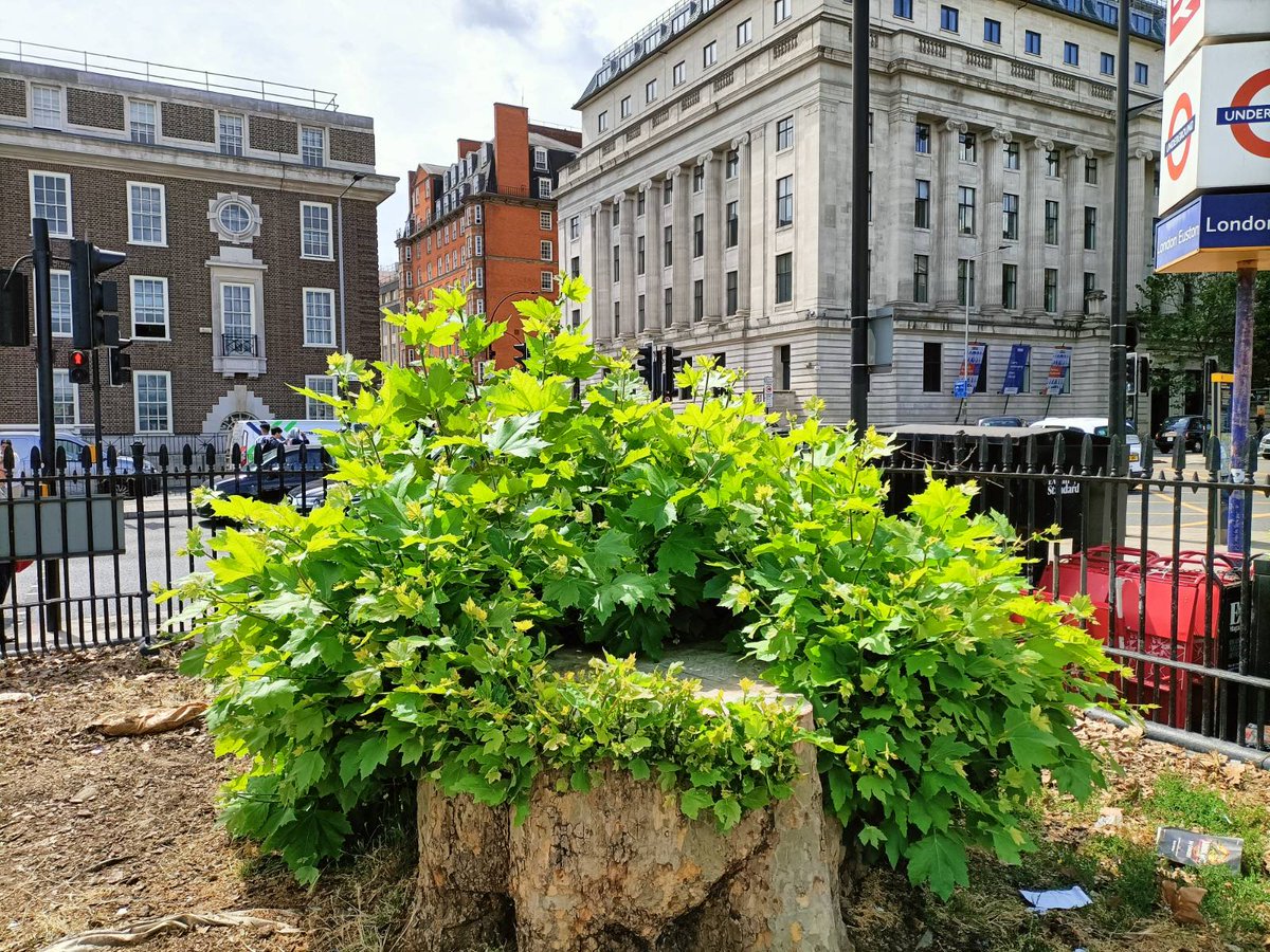 The stumps at Euston in defiance if HS2.  By the time they start building there's gonna be a tree for us to sling hammocks in.
@AnothervoiceWB @Hs2Rebellion @stophs2 @HillingdonGreen @GreenAgainstHS2