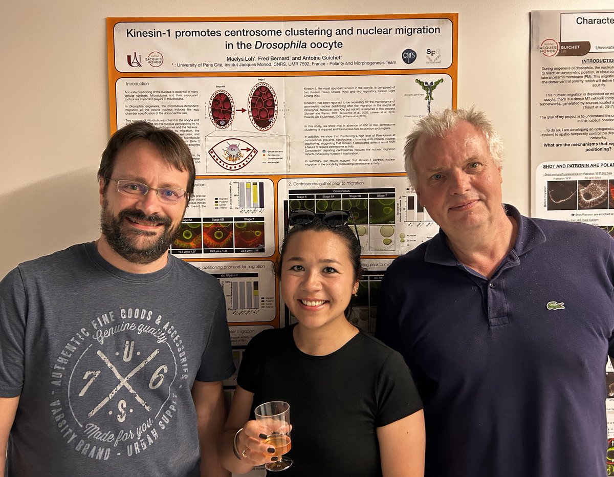 Maëlys Loh (@lohmaelys) on Twitter photo Very happy to share our work in <a href="/Dev_journal/">Development</a> on #kinesin role on #nucleus position in #drosophila #oocyte. We show #centrosome clustering occurs concomitantly with nucleus centering. Both require Kinesin-1, which regulates #centrosomal #Spd-2 levels. doi.org/10.1242/dev.20… Very happy to share our work in <a href="/Dev_journal/">Development</a> on #kinesin role on #nucleus position in #drosophila #oocyte. We show #centrosome clustering occurs concomitantly with nucleus centering. Both require Kinesin-1, which regulates #centrosomal #Spd-2 levels. doi.org/10.1242/dev.20…
