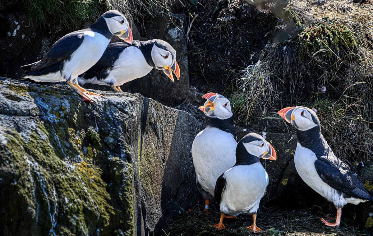 @SteelySeabirder Lunga, Treshnish Isles