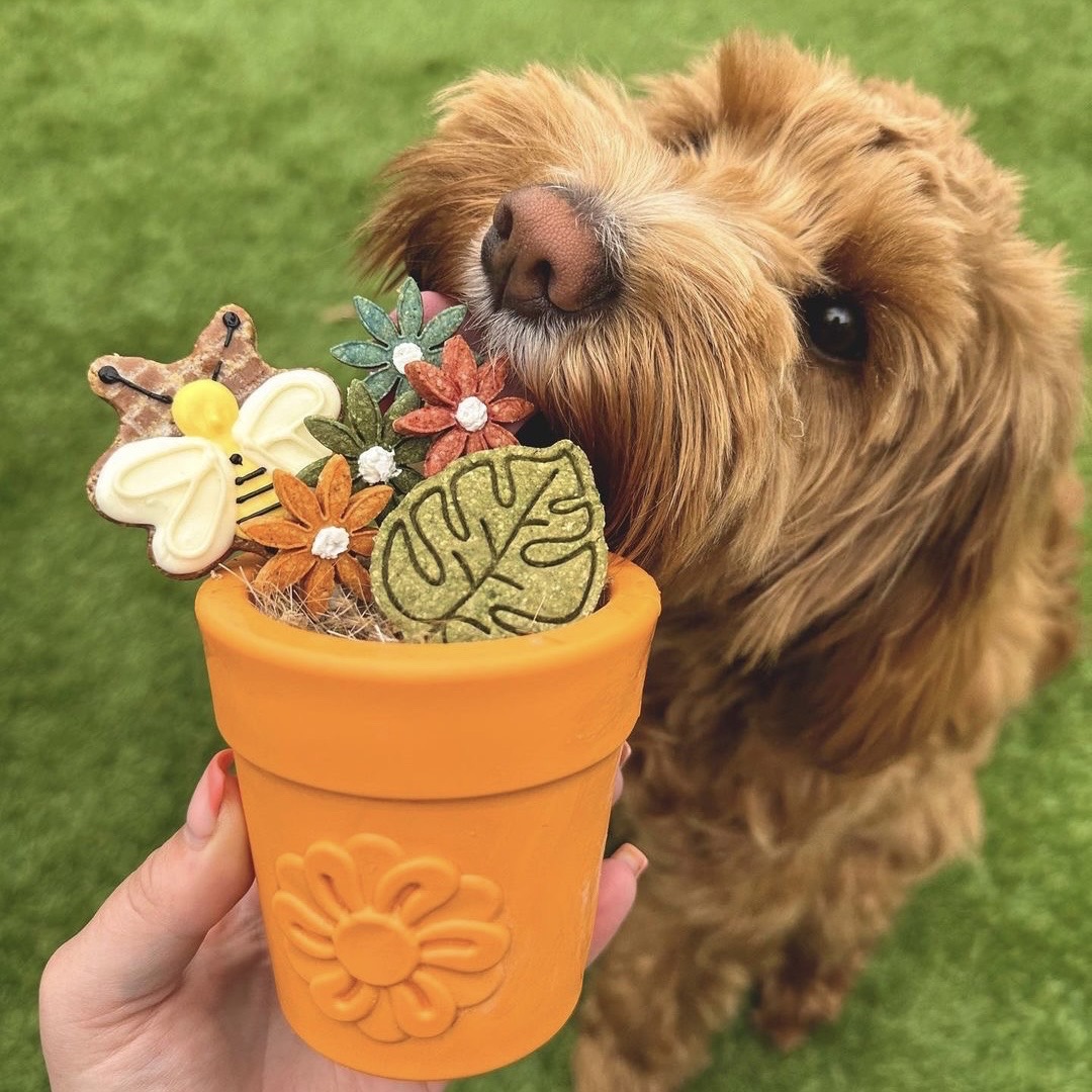 dotty4paws's tweet photo. These fun treat dispensers are great way to keep your pup entertained this Summer ☀️

Fill with their favourite food and pop in the freezer for a boredom busting delicious delight! 

SAVE 20% ON YOUR 1ST ORDER WITH DOTTY4PAWS

https://t.co/BvskyHT2bW

#UKGiftAm #MHHSBD https://t.co/kTMqtFbRbV