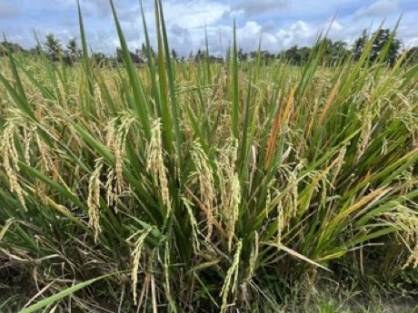 CurtisSChin's tweet photo. #Bali ๐ฎ๐ฉ #Indonesia
#RateLimitExceeded? No worries. Get outside & watch the #rice grow. #TweetLifeBalance ๐ @elonmusk @jack
Musk Says #Twitter Is Limiting Number of Posts Users Can Read
https://t.co/6odtTmgYe0 @byEduardoMedina & @RMac18 https://t.co/k5KG9sU3D9