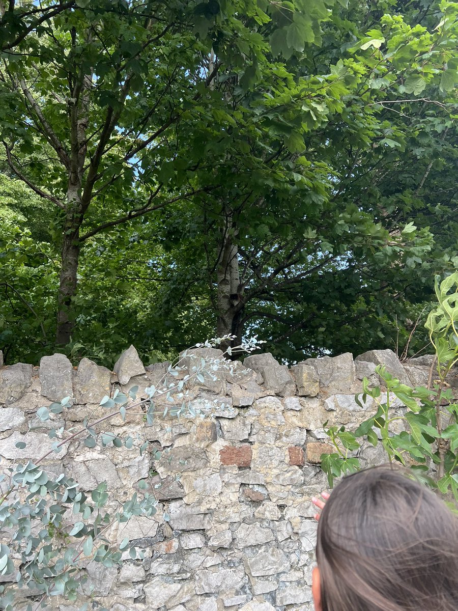 SamMistry123's tweet photo. @MissingPetsGB Our neighbour helped us carry a ladder round and get him down. Owe him a big thank you!! https://t.co/tMkpHfXNYv