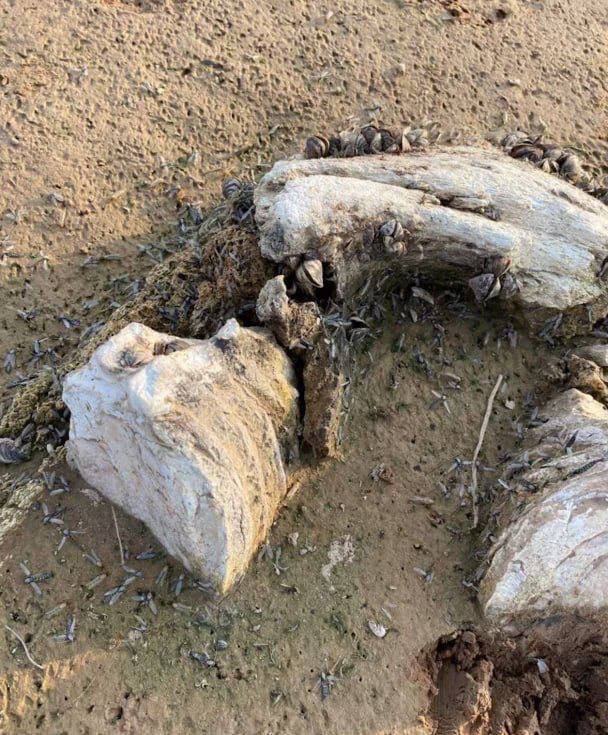 Lyla_lilas's tweet image. After the water has left in Kakhovska reservoir, , at the bottom you can find human remains, mammoth bones, objects from the Second World War, Cossacks, Byzantium, Paleolithic.  Recently, a seven-meter oak boat was found at the bottom.

 Experts suggest that the age of the find…