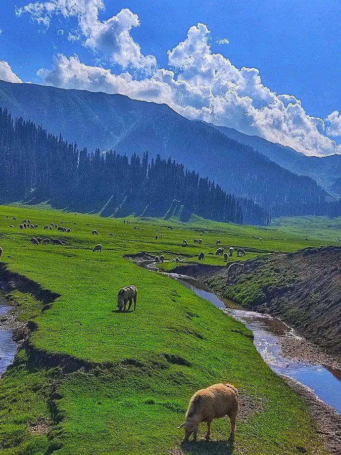 HelloNewsRajwar's tweet photo. #bangus_valley_Rajwar_Handwara. https://t.co/2vqqQUEiSt