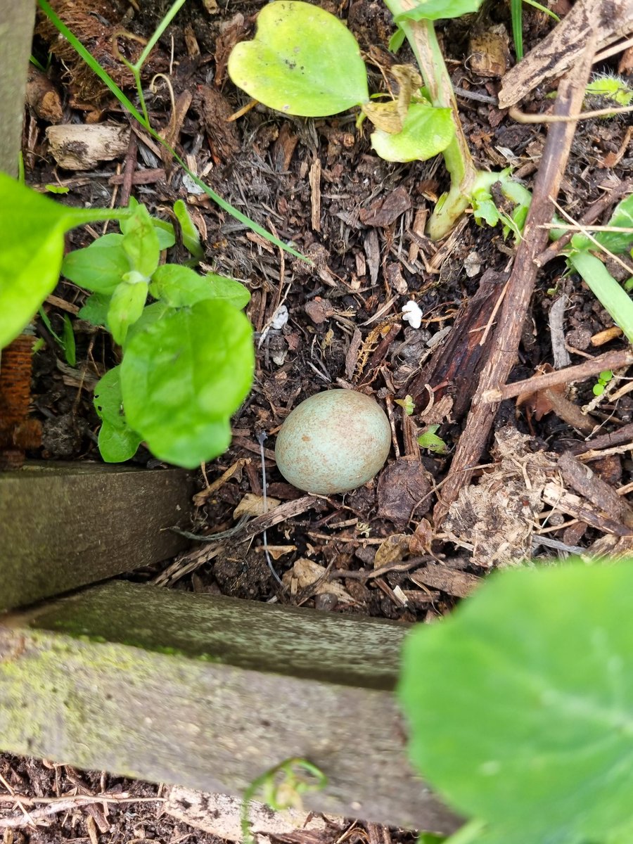 A bird egg found in a raised bed under the pea foliage 🤷 Very weird. Does anyone know what type of egg it is and how it might have got there? Predator storing for later maybe? Thank you #eggidentification #eggid #bird #birdid #birdidentification #uk #birdegg <a href="/Natures_Voice/">RSPB</a>