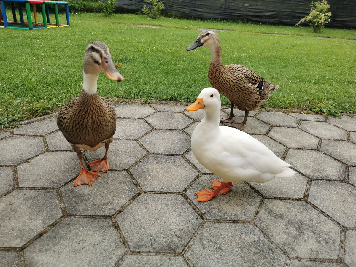JutimaFamily's tweet photo. Hallo. Wie wär's mit Salat?

#Entencontent https://t.co/MHo98eW061