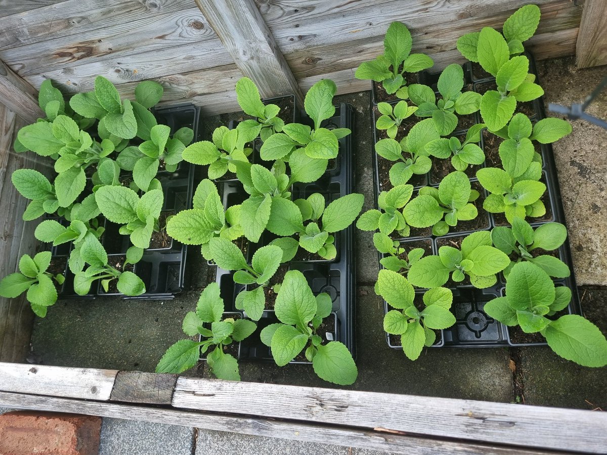 Foxgloves are doing amazingly well - first time growing them from seed! 👍👌 #garden #GardenersWorld #GardeningTwitter #gardening