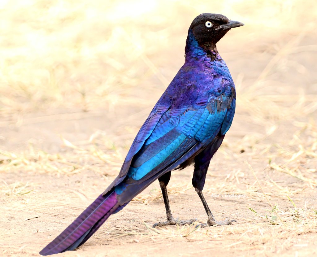 Kenyan Ornithologist-Kenyan Birds tweet media