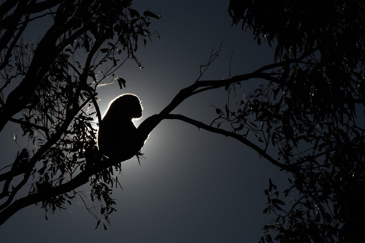 Full Moon Koala.
#friendsofthekoala