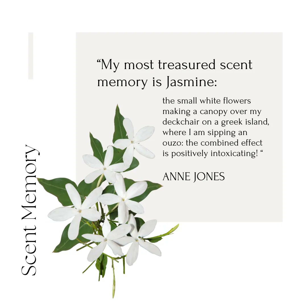 FragranceFDN_UK's tweet image. &apos;&apos;My most treasured #scentmemory  is #Jasmine: the small white flowers making a canopy over my  deckchair on a greek island, where I am sipping an ouzo: the combined effect is positively intoxicating!&apos;&apos; - Anne Jones