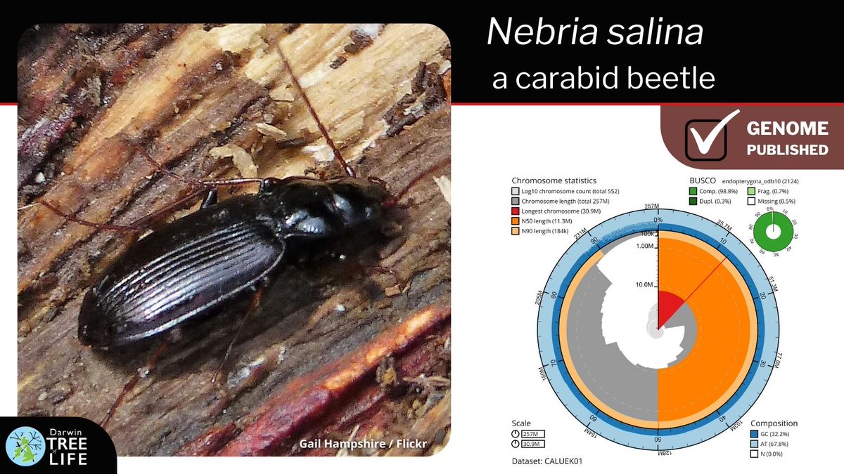 darwintreelife's tweet image. Our latest #DarwinTreeOfLife #GenomeNote: Nebria salina, a carabid 🪲

Huge thanks to @Olga00209044 Duncan Sivell @NHM_Science @SangerToL and all who helped generate this #genome🧬  

📑Read how we did it @WellcomeOpenRes:
wellcomeopenresearch.org/articles/8-247