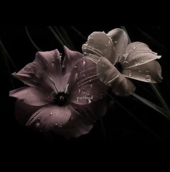 Cleo (@_00rosemc) on Twitter photo 