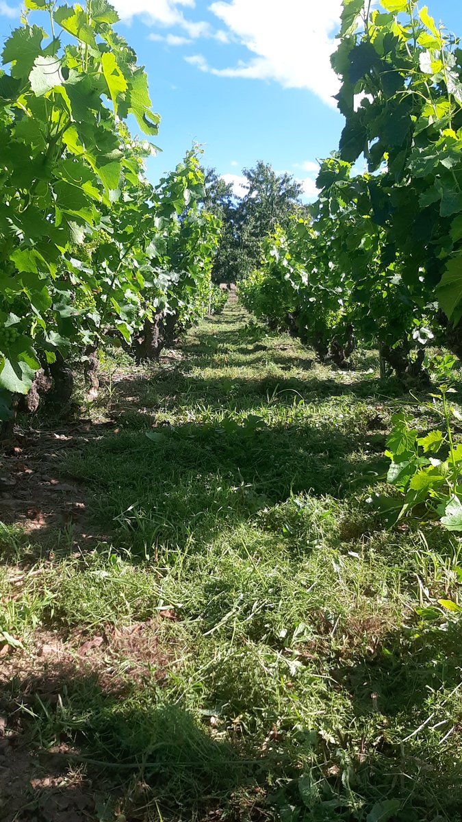 Sergio MB (@sergiomabal) on Twitter photo 