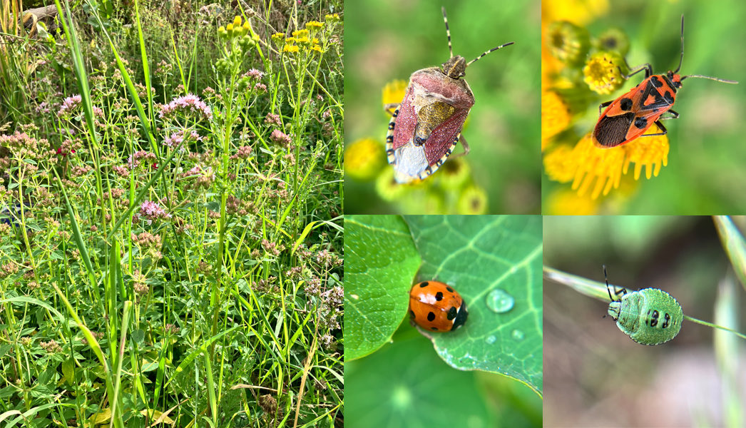 Some may say my garden is unsightly as the lawn is a long tangle of grasses, oregano, ragwort and clover. But I love it’s wildness and the fact it’s full of beautiful insects. Today I’ve already spotted a 7-spot Ladybird, Hairy Shieldbug, Cinnamon Bug & baby Green Shieldbug .