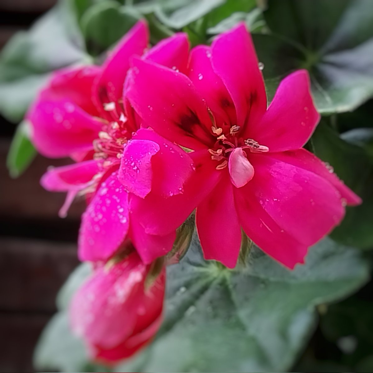 wbos54's tweet image. Goedemorgen #dag2 #julibloeiers #geraniums @wilma_meijerink 
Fijne zondag 👋👋