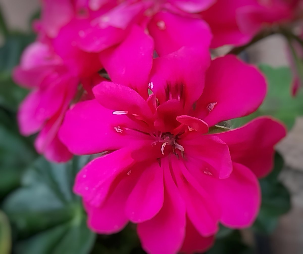 wbos54's tweet image. Goedemorgen #dag2 #julibloeiers #geraniums @wilma_meijerink 
Fijne zondag 👋👋