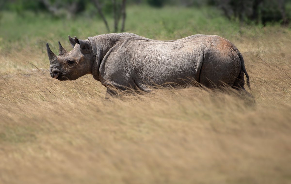 MihirMaxBhatt's tweet photo. White Rhino @AkageraPark #Rwanda #VisitRwanda #africanpark https://t.co/IIfDSDFGGx
