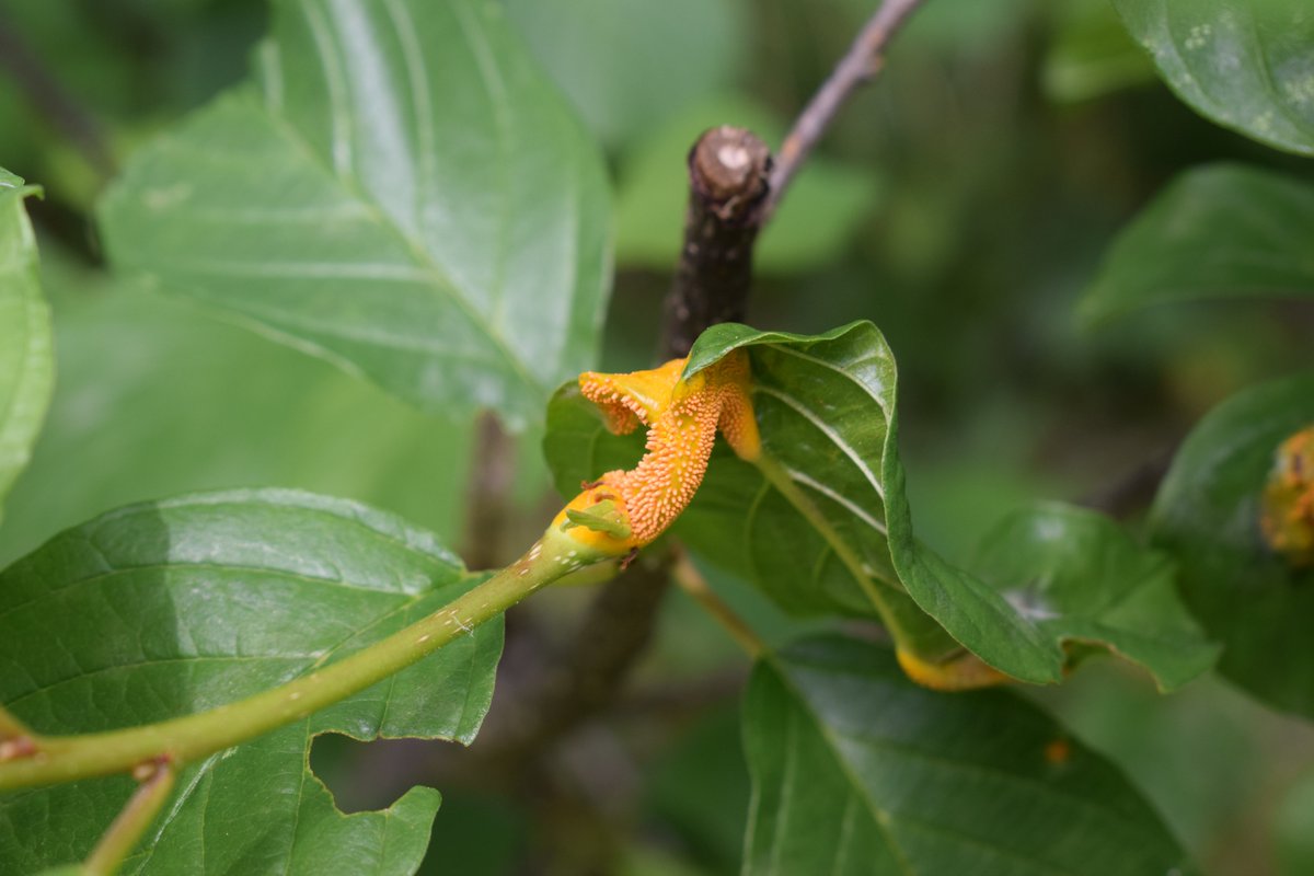 SamuelMarent's tweet image. puccinia coronata