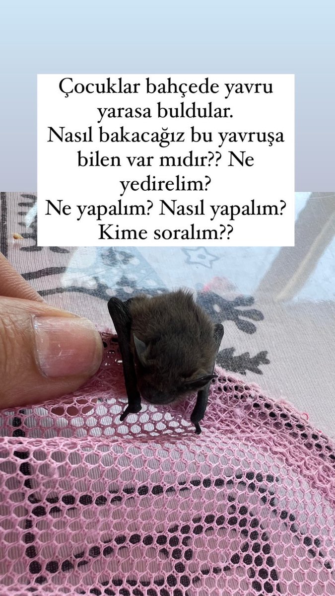 nazanasik's tweet photo. Bahçede yavru yarasa bulduk. Ne yapmak lazım?? https://t.co/eAQjC2Bylh
