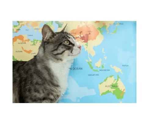 trustpetsitter's tweet photo. Are you a cat lover? Do you have travel plans this summer? If you answered "yes" to both questions, you might want to consider spending your summer as a pet sitter! https://t.co/08nk8Qtxof https://t.co/qTQjZeQQdj