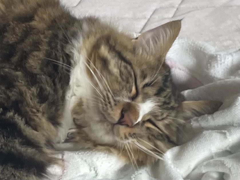 じめじめしてるけど、おふとんでのお昼寝はだいすきなのにゃ😽
#猫好きさんと繋がりたい #猫との生活 #猫がいる幸せ #キジシロ