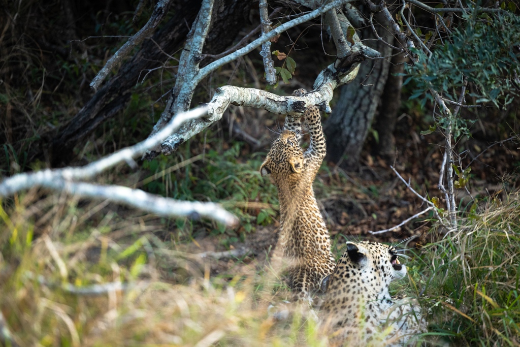 londolozi's tweet photo. With immense joy, we present to you the newest additions to the Sunsetbend lineage, the Nkoveni Female's precious cubs.
Follow the link below for the full story
https://t.co/GvMWZALsq7
#leopard #leopardlove #bigcats #leopardprint #leopardlover #leopardcubs https://t.co/DkG9iC7i3Z