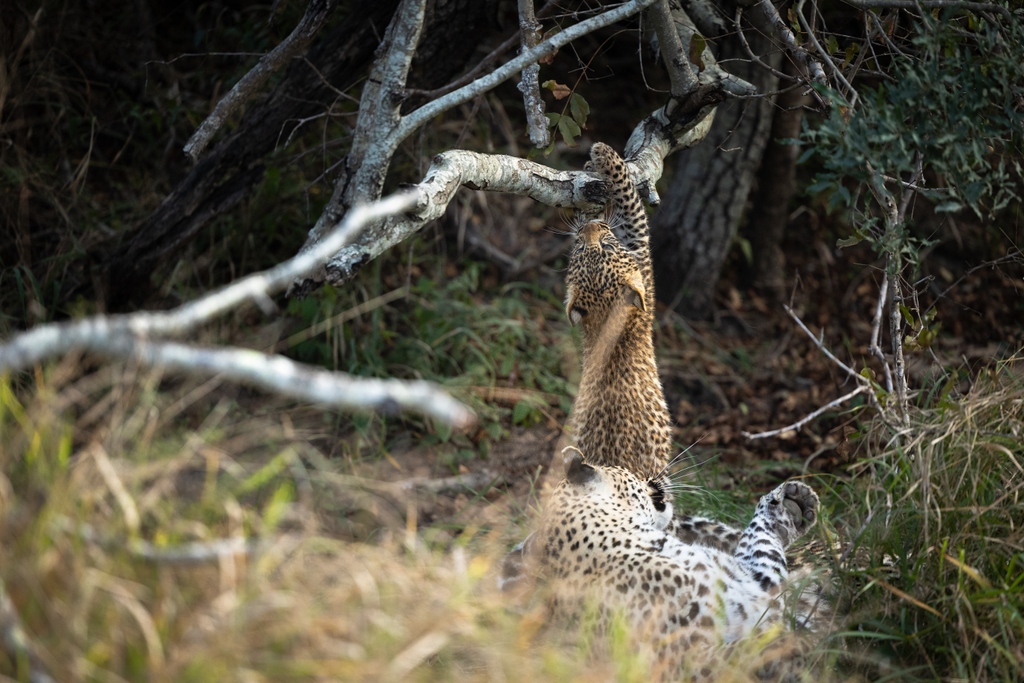 londolozi's tweet photo. With immense joy, we present to you the newest additions to the Sunsetbend lineage, the Nkoveni Female's precious cubs.
Follow the link below for the full story
https://t.co/GvMWZALsq7
#leopard #leopardlove #bigcats #leopardprint #leopardlover #leopardcubs https://t.co/DkG9iC7i3Z