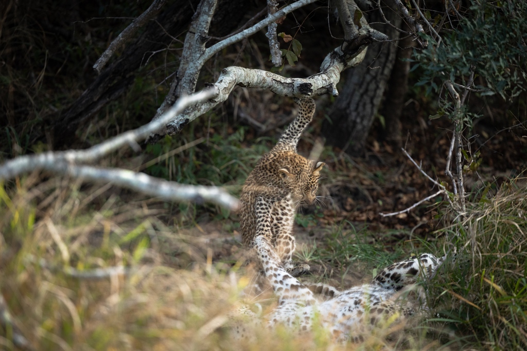 londolozi's tweet photo. With immense joy, we present to you the newest additions to the Sunsetbend lineage, the Nkoveni Female's precious cubs.
Follow the link below for the full story
https://t.co/GvMWZALsq7
#leopard #leopardlove #bigcats #leopardprint #leopardlover #leopardcubs https://t.co/DkG9iC7i3Z