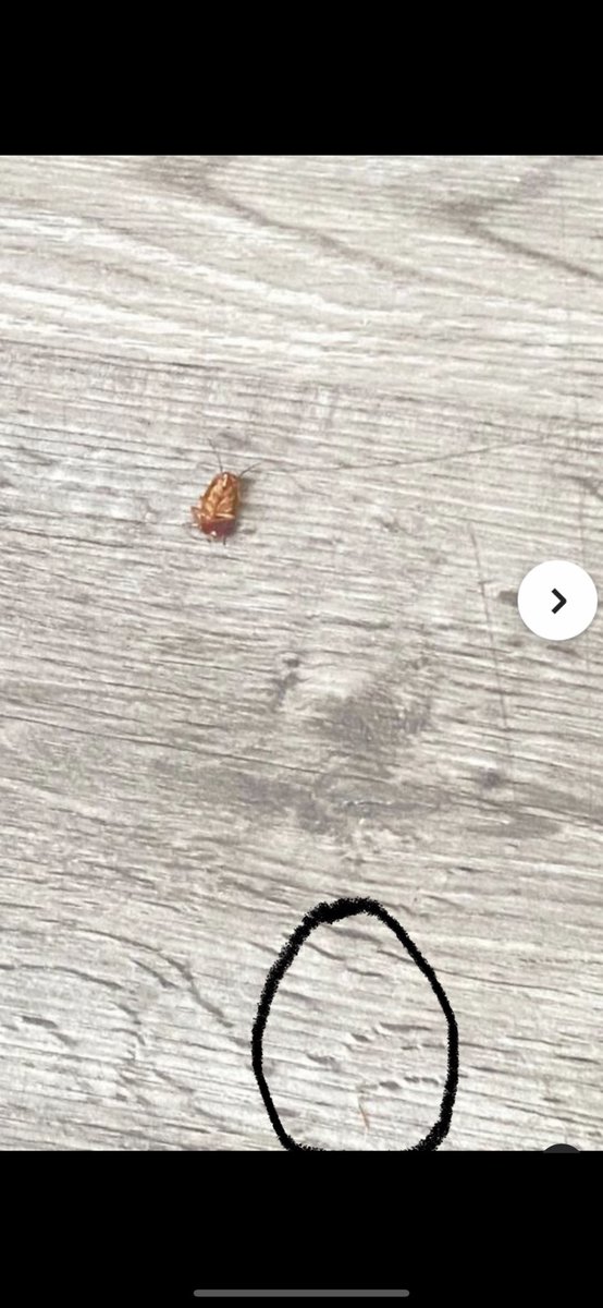 JoeSuperhost's tweet photo. @ankur57k @AirbnbHelp @Airbnb @AirbnbPolicy Interesting because a guest sent this picture of a dead roach that looks planted by the guest. And @AirBnB gave a refund even though I have routine pest control and shared receipts of that. And they wouldn’t refund you for several gigantic large roaches. https://t.co/z1eSHB6ByX